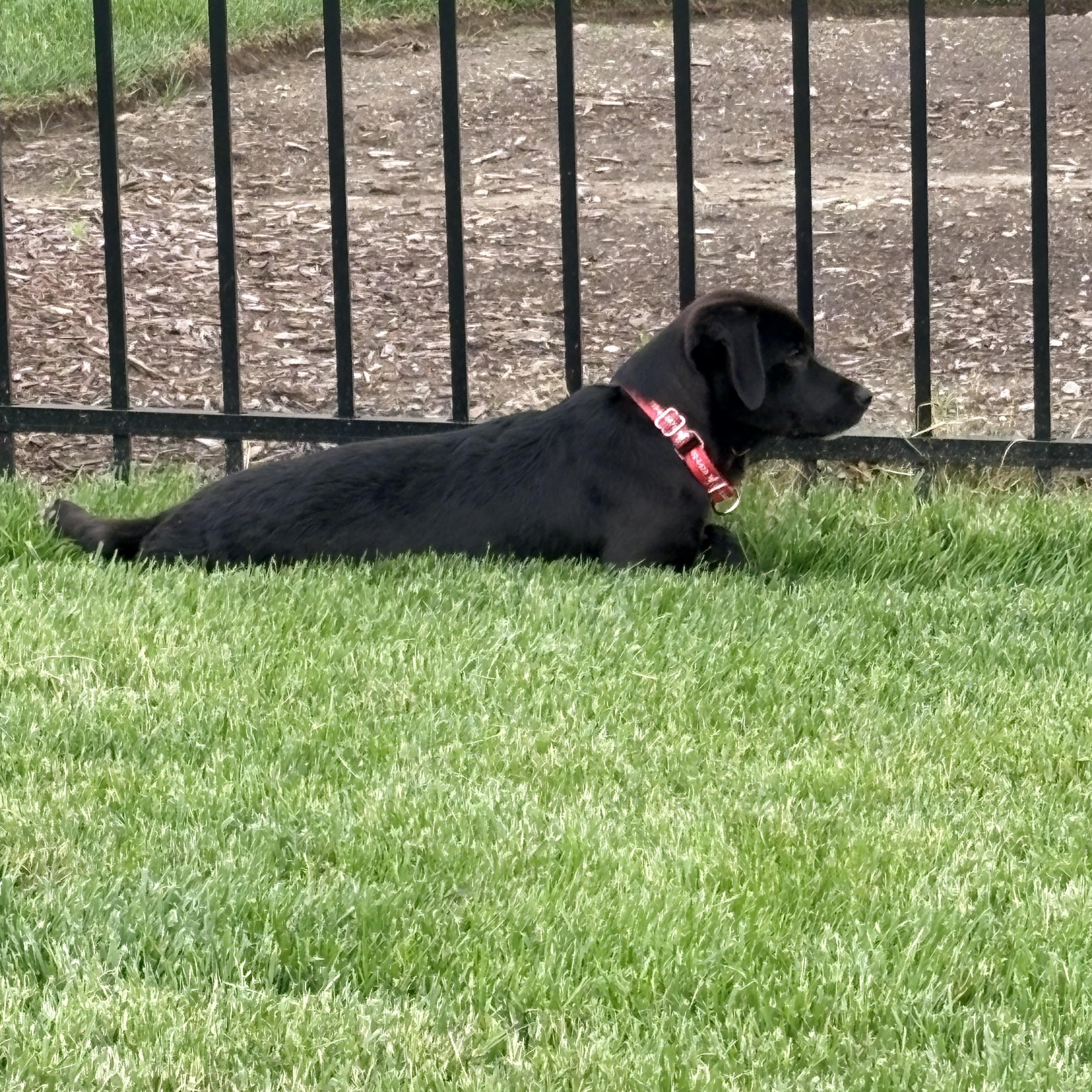 Enlarge Carly, a Adoptable Labrador Retriever in Indianapolis, IN image 3/5