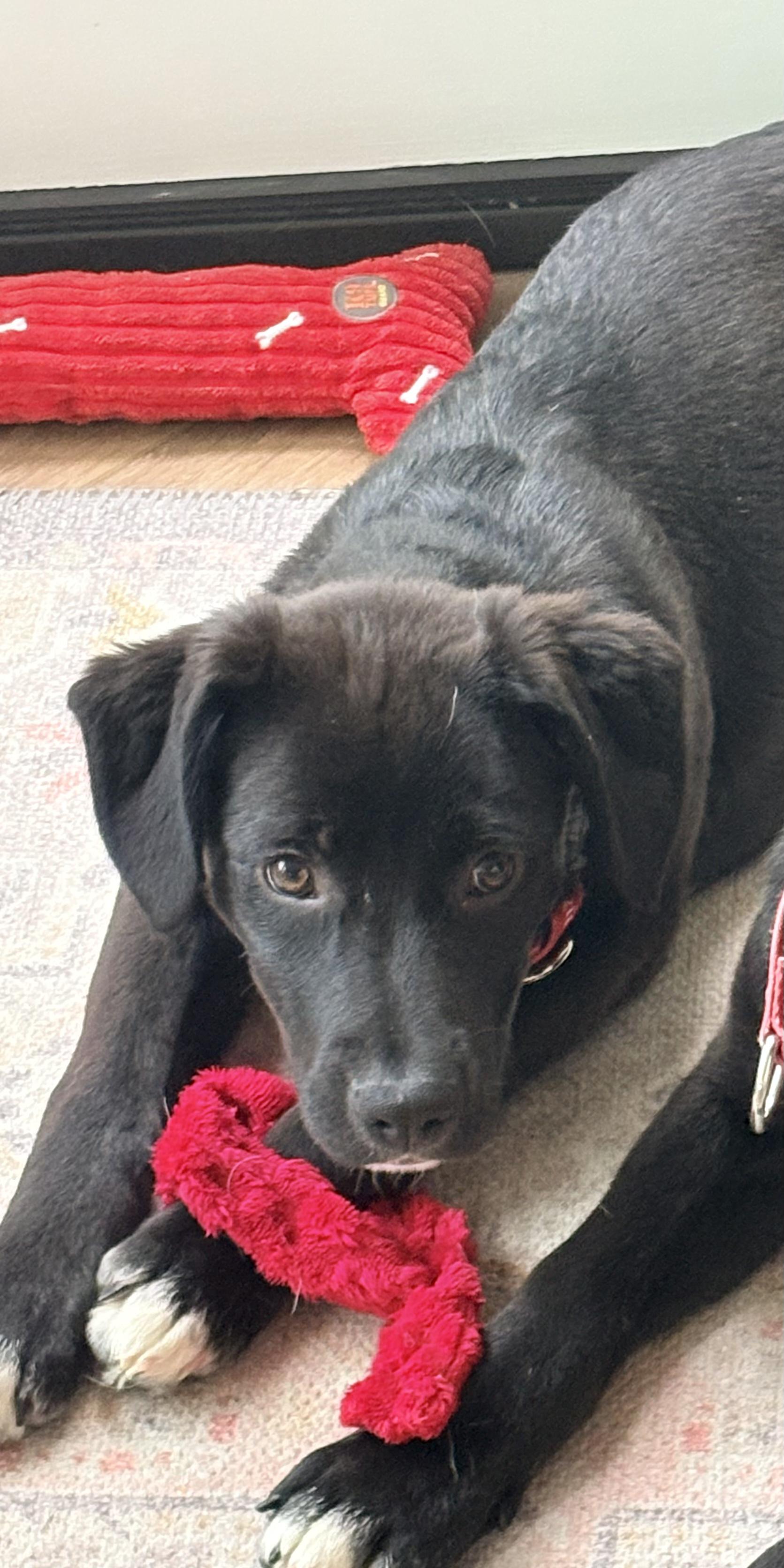 Carly, Adoptable, Puppy Female Labrador Retriever.