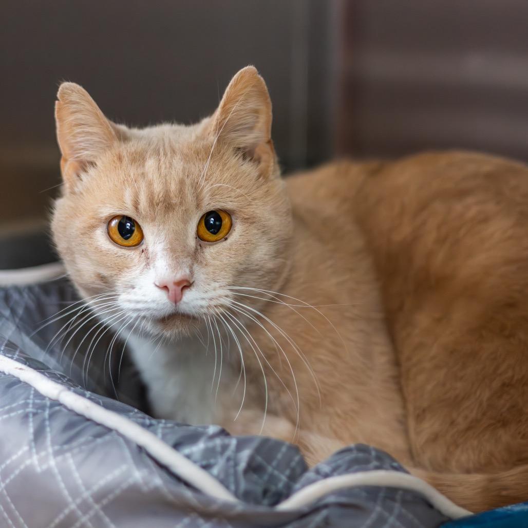 Enlarge Snapdragon, a Adoptable Domestic Short Hair in Newark, DE image 1/1