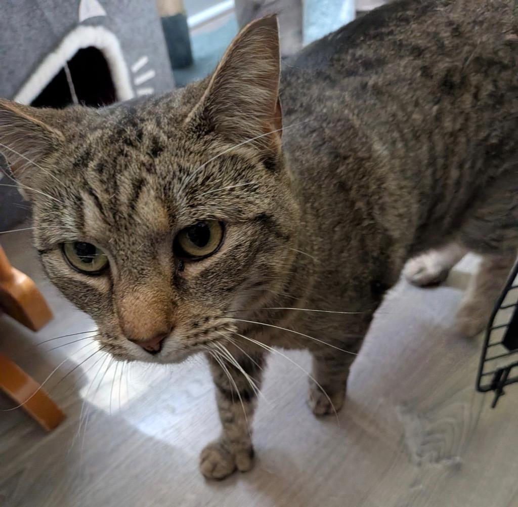 Cupcake, Adoptable, Adult Female Domestic Short Hair.