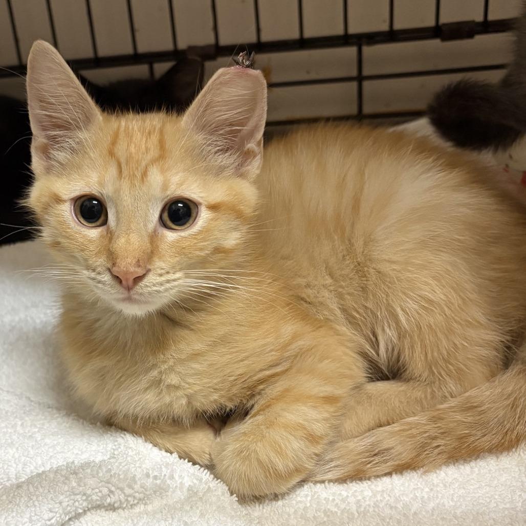 Bubba, Adoptable, Kitten Male Domestic Short Hair.