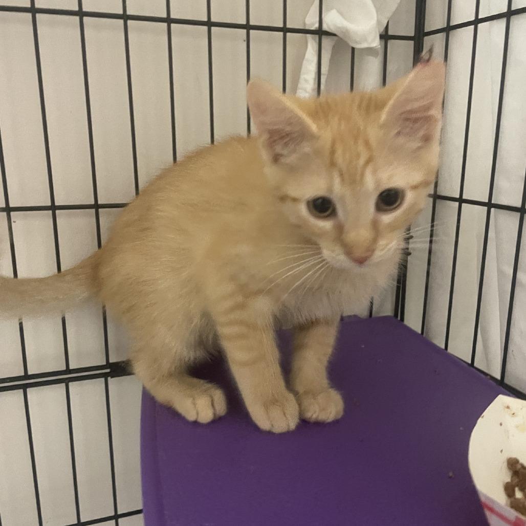 Bubba, a Adoptable Domestic Short Hair in Branson, MO image 3/3