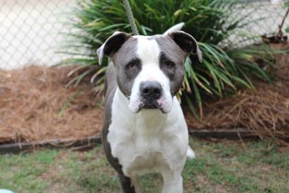 Enlarge Jupiter, a Adoptable mixed breed in Brunswick, GA image 1/1