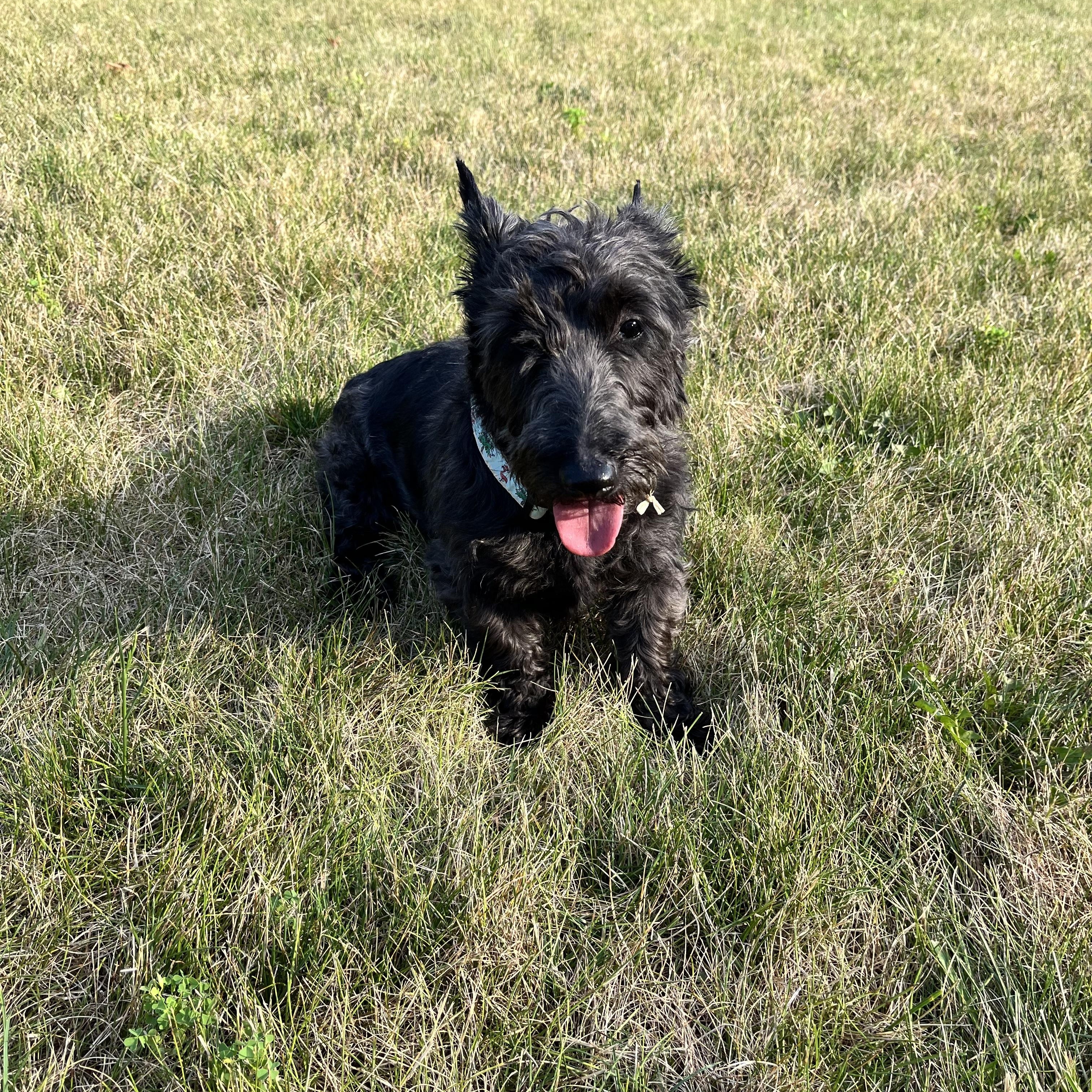 Adriana, adopted, Adult Female Scottish Terrier.