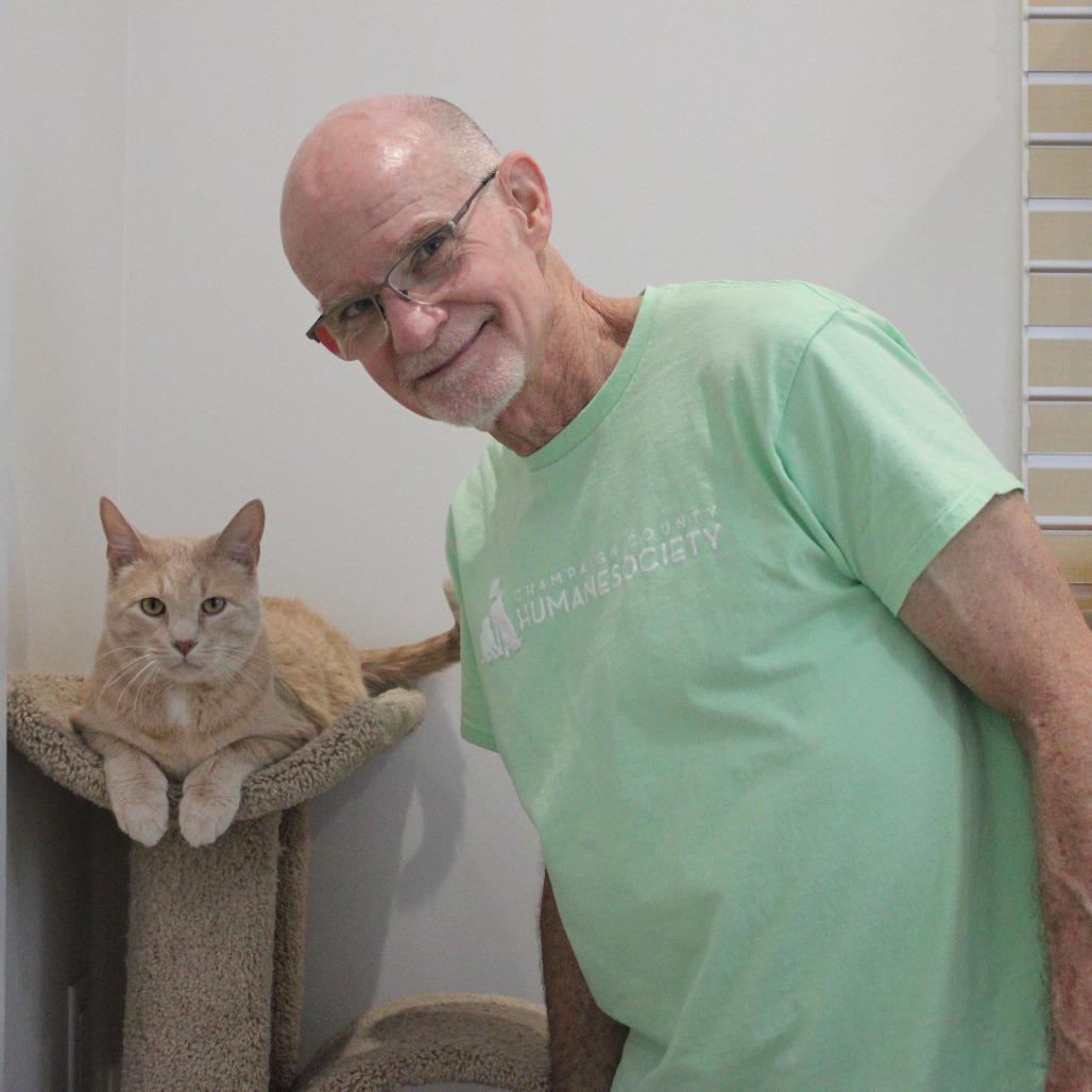 Puddin, Adoptable, Adult Male Domestic Short Hair.