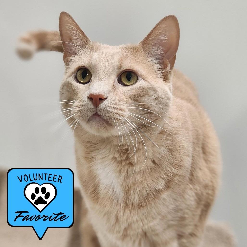 Puddin, a Adoptable Domestic Short Hair in Champaign, IL image 3/6