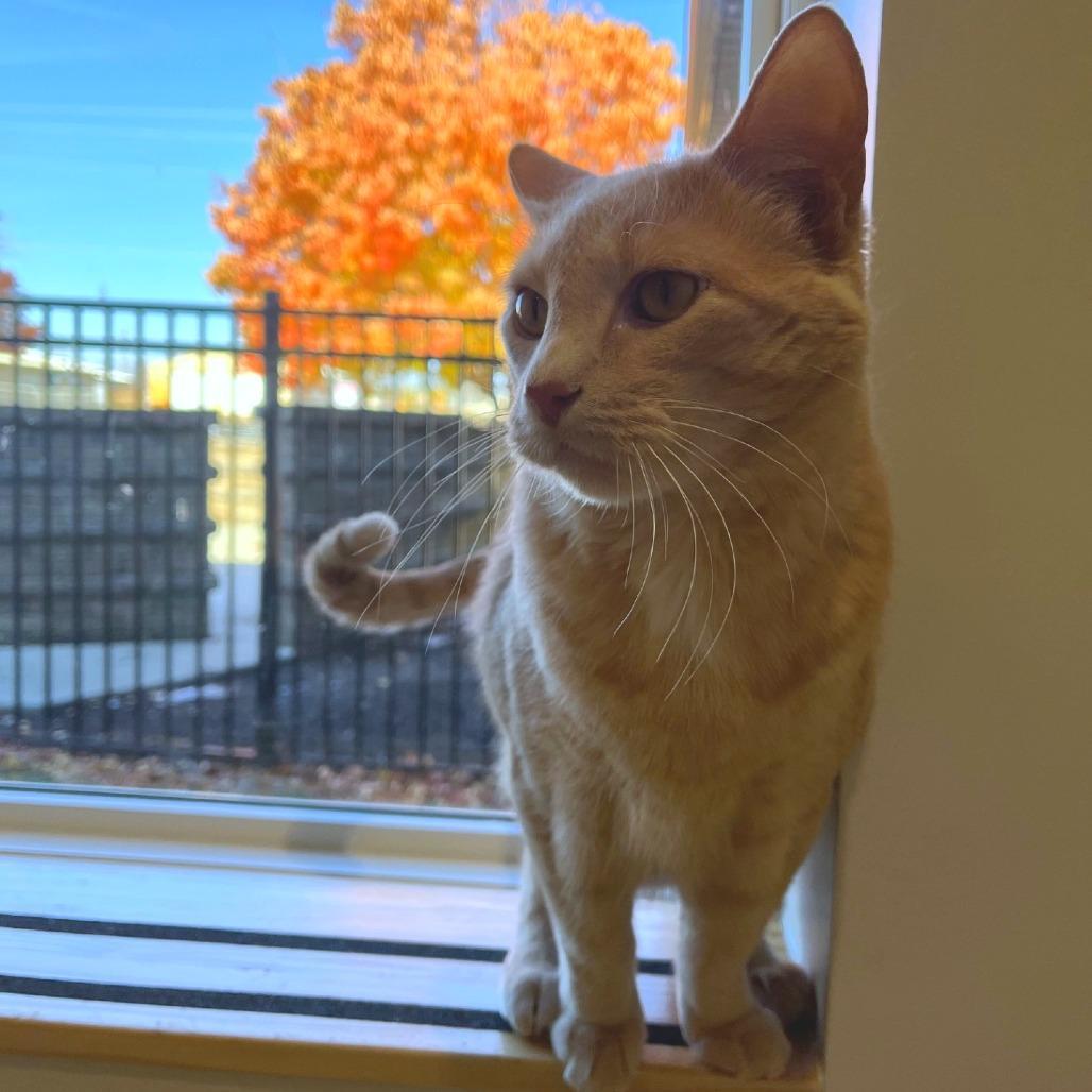 Puddin, a Adoptable Domestic Short Hair in Champaign, IL image 4/6