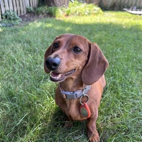 Fritzy - OHIO ONLY, Adoptable, Young Female Dachshund.