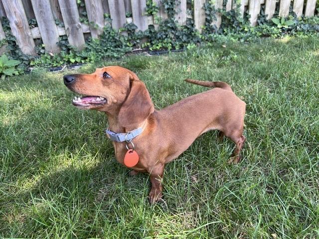 Enlarge Fritzy - OHIO ONLY, a Adoptable Dachshund in Lebanon, OH image 3/3