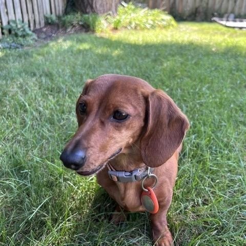 Enlarge Fritzy - OHIO ONLY, a Adoptable Dachshund in Lebanon, OH image 2/3