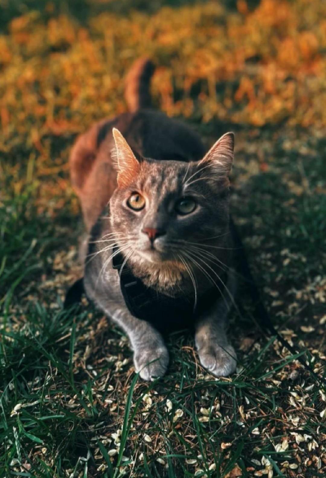 Enlarge Storm, an adopted Domestic Short Hair in Sayreville, NJ image 3/3