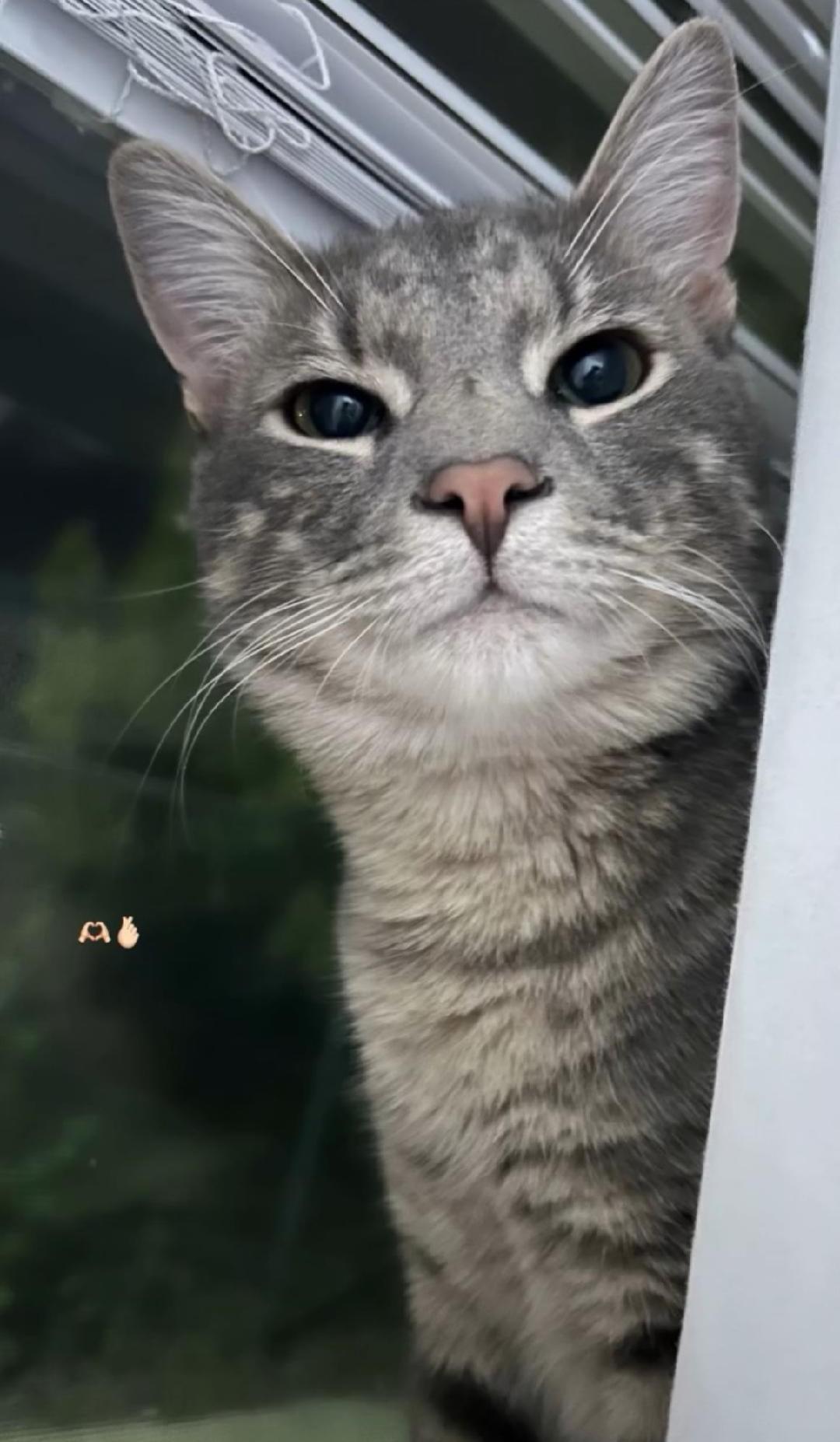 Enlarge Storm, an adopted Domestic Short Hair in Sayreville, NJ image 2/3