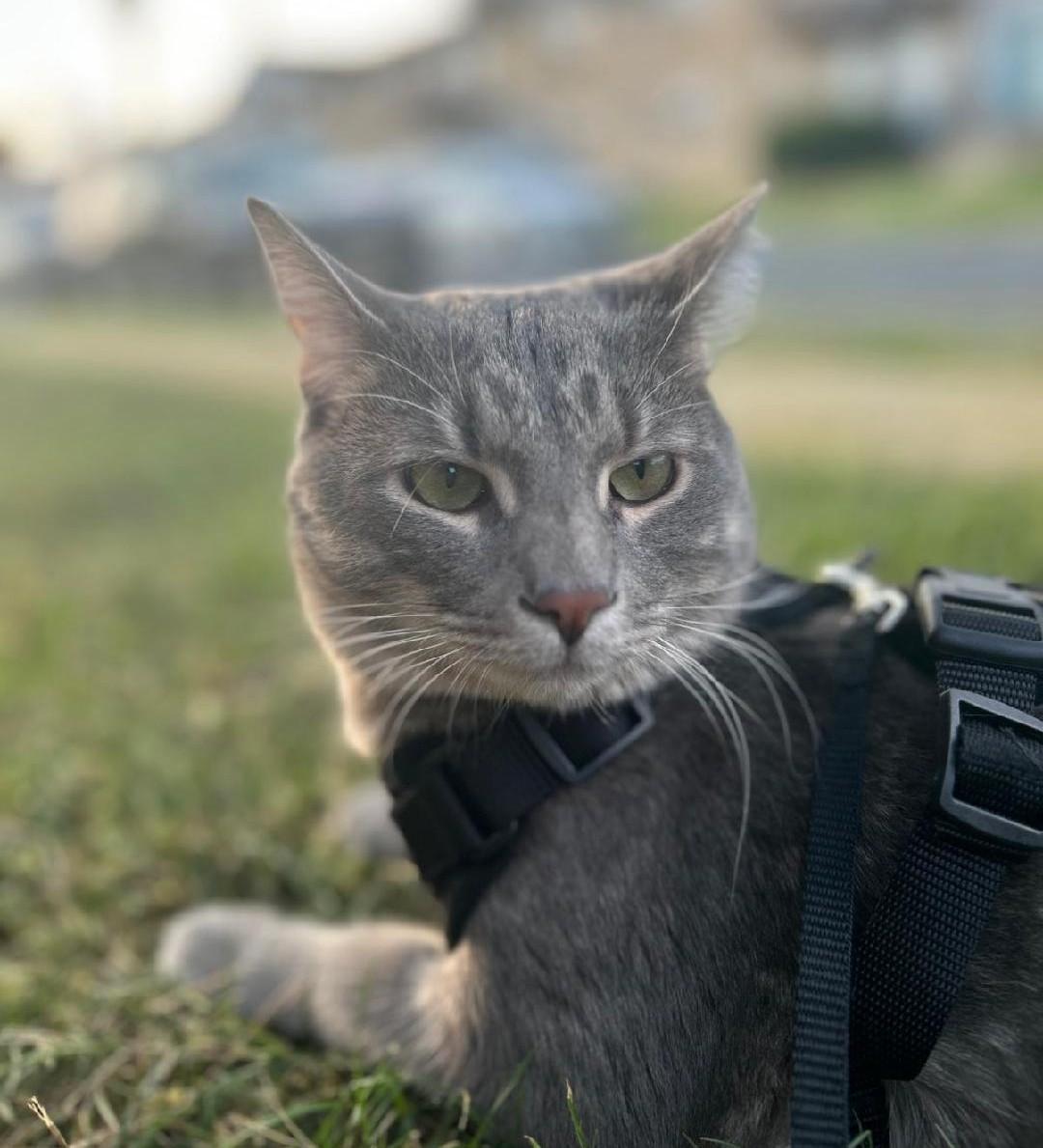 Enlarge Storm, an adopted Domestic Short Hair in Sayreville, NJ image 1/3