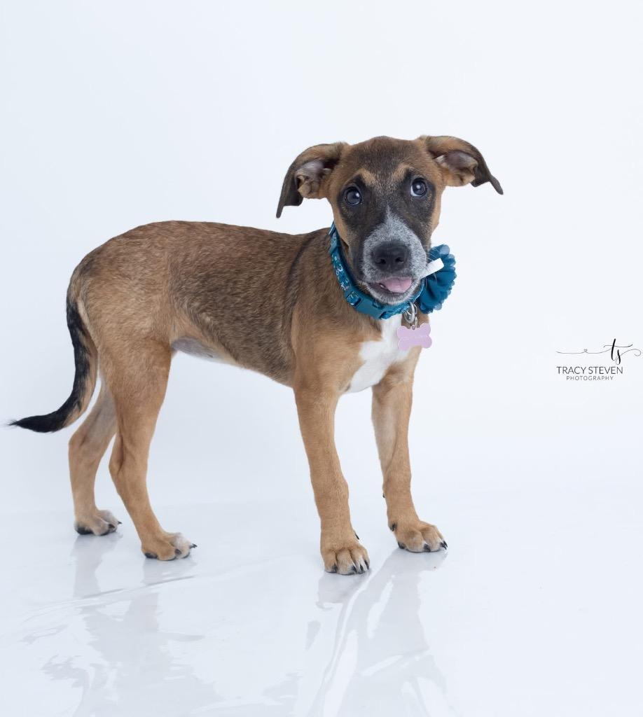 Enlarge Millie Sue, a Adoptable mixed breed in CONROE, TX image 1/6