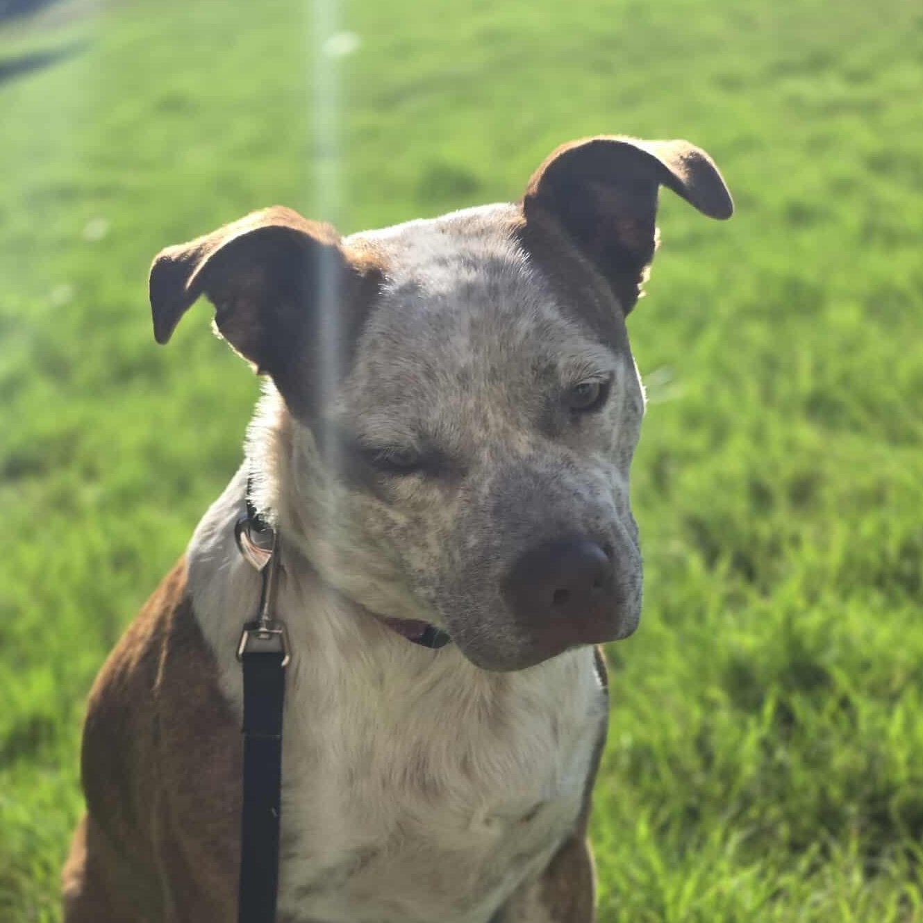 Cinnamon — thumbnail 3