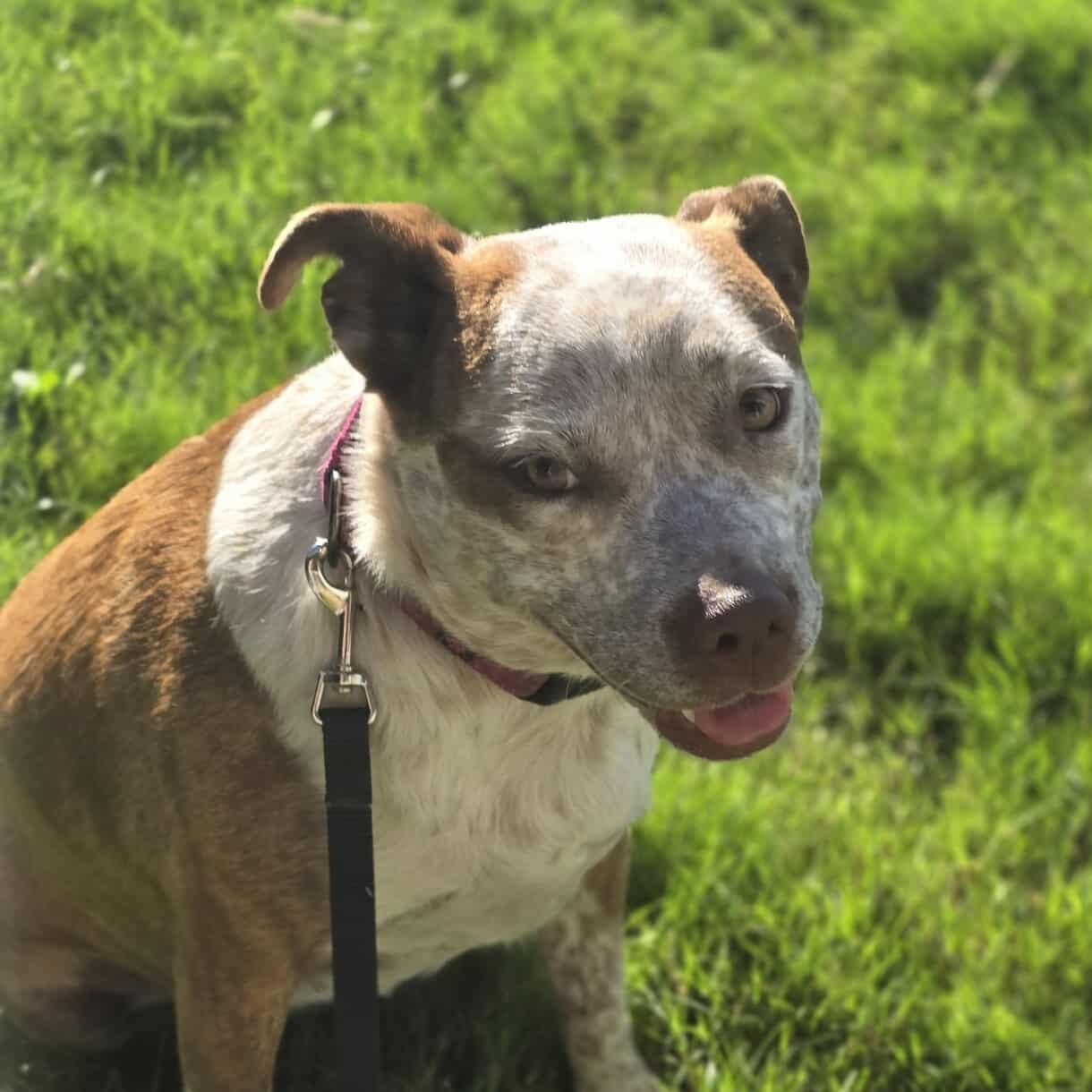 Cinnamon — thumbnail 4