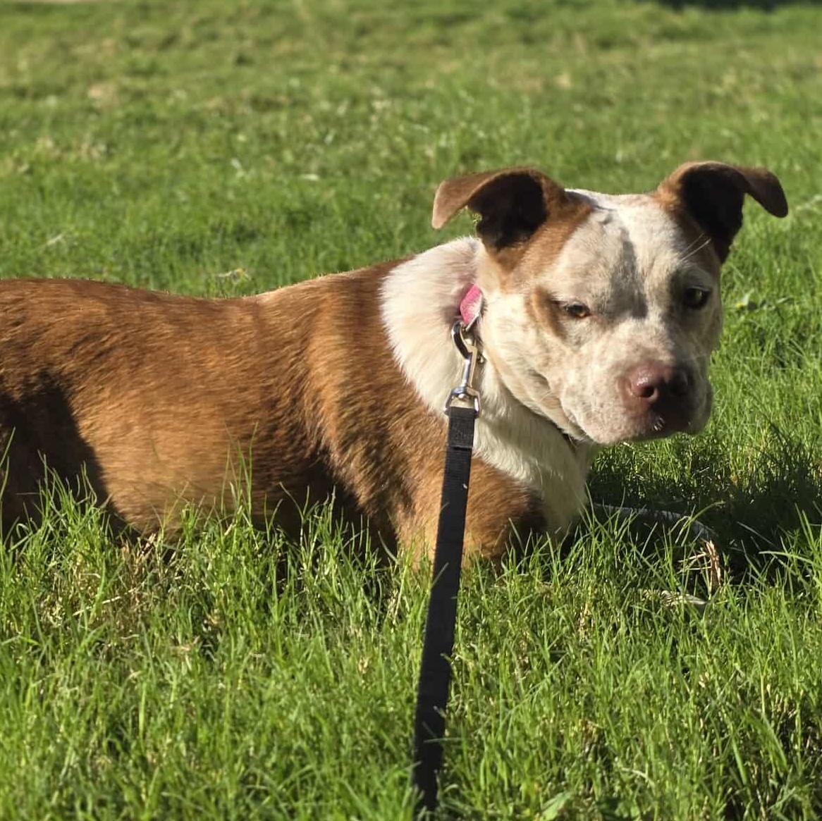 Cinnamon — thumbnail 5