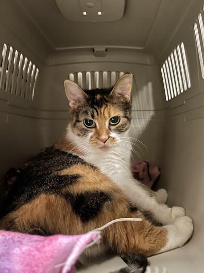 Chopsticks, a Adoptable mixed breed in Twinsburg, OH image 1/2