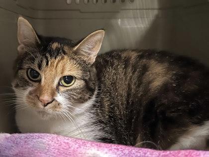 Chopsticks, a Adoptable mixed breed in Twinsburg, OH image 2/2