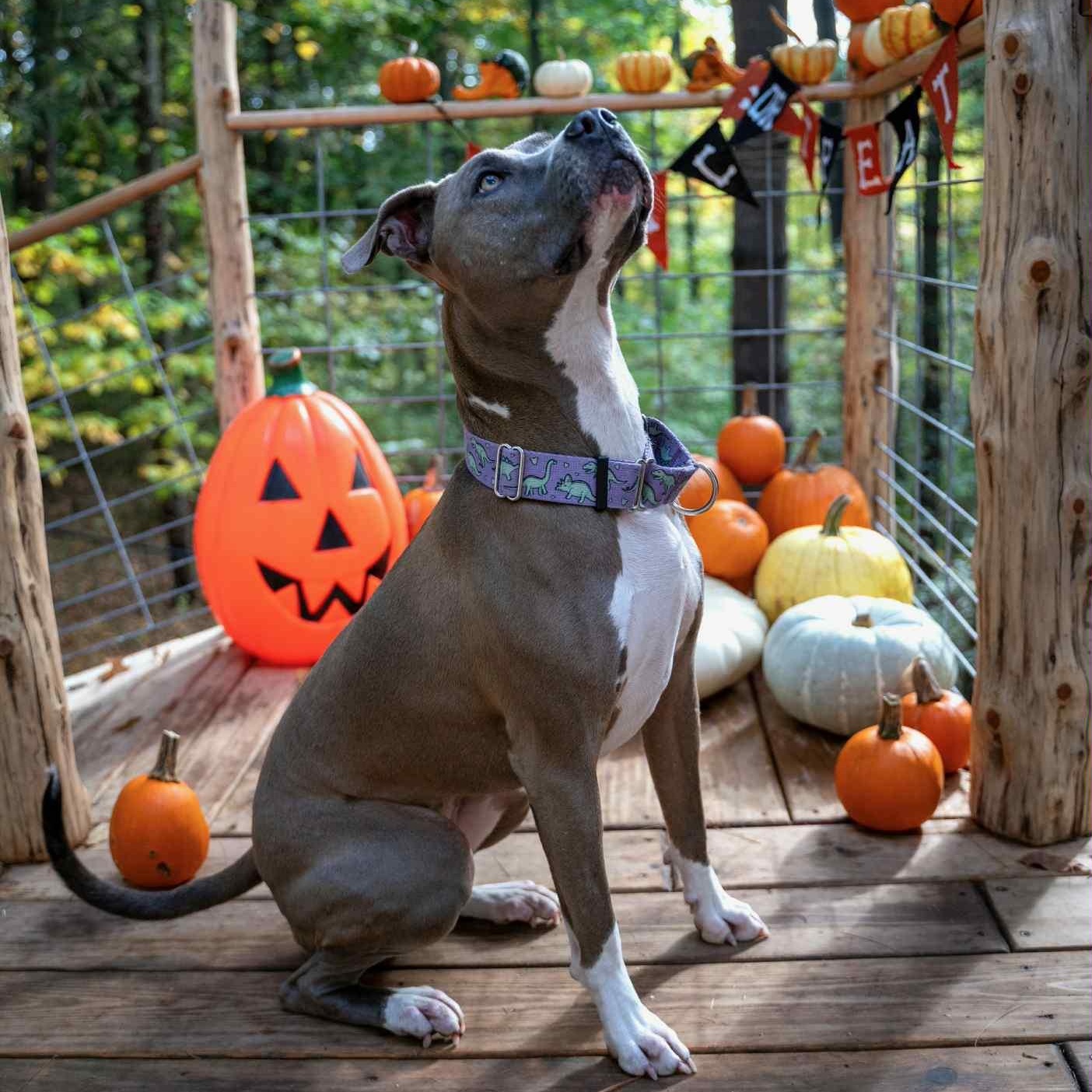 Mira, an adoptable Pit Bull Terrier in Kentwood, MI, 49548 | Photo Image 1