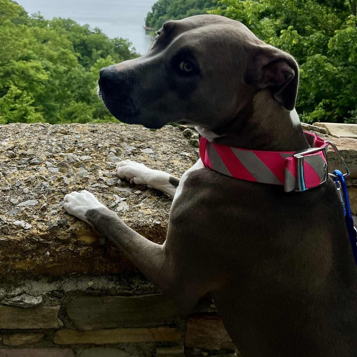 Mira, an adoptable Pit Bull Terrier in Kentwood, MI, 49548 | Photo Image 3