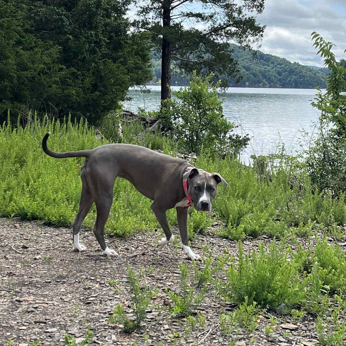 Mira, an adoptable Pit Bull Terrier in Kentwood, MI, 49548 | Photo Image 1