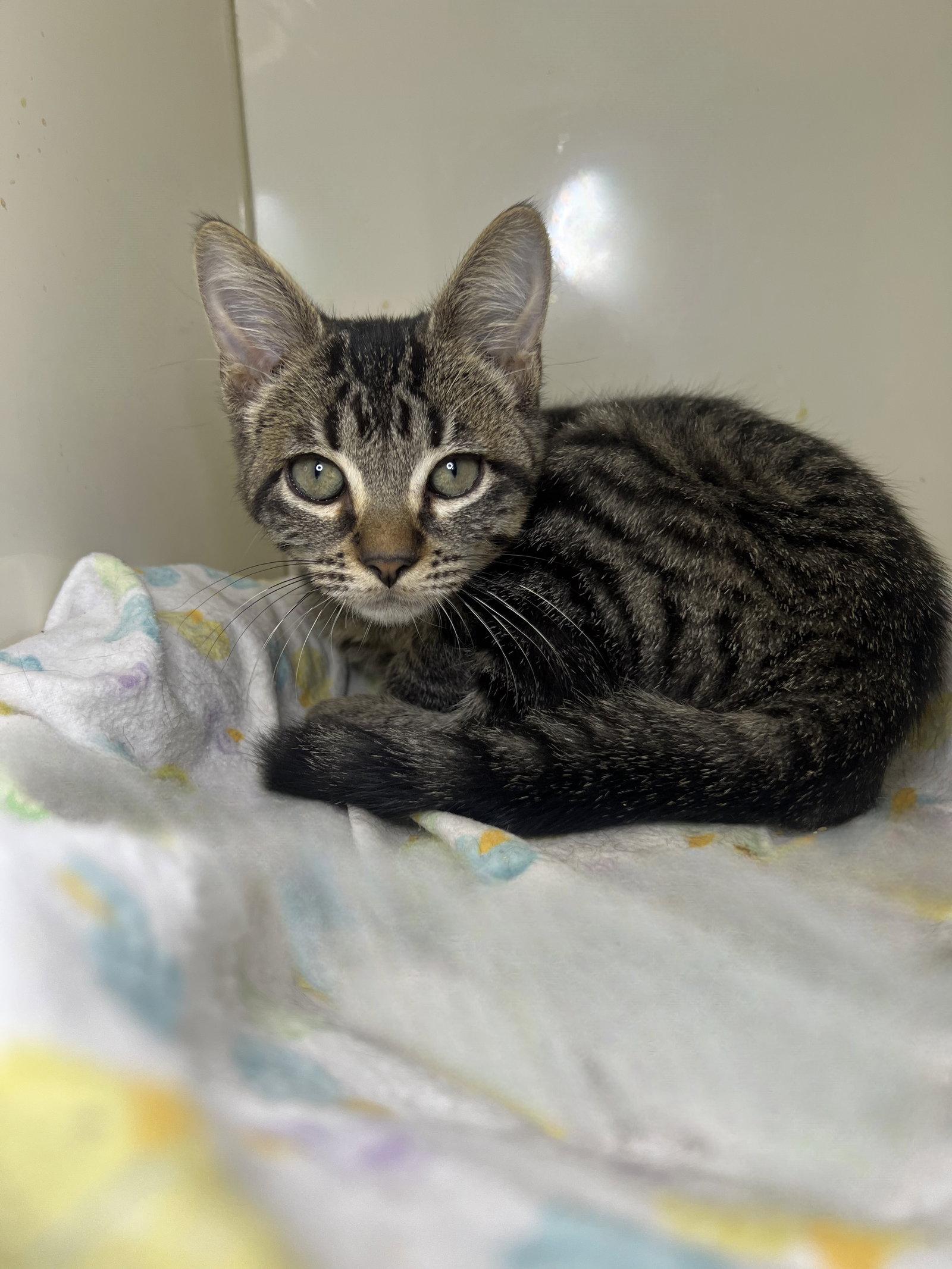 George Jones, Adoptable, Young Male Domestic Short Hair.