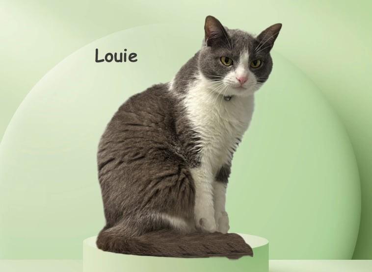 Louie Avo 1024, adoptable, Adult Male Domestic Short Hair.