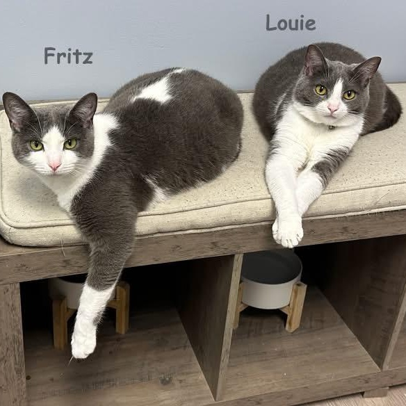 Enlarge Louie Avo 1024, an adoptable Domestic Short Hair in Farmington Hills, MI image 4/5