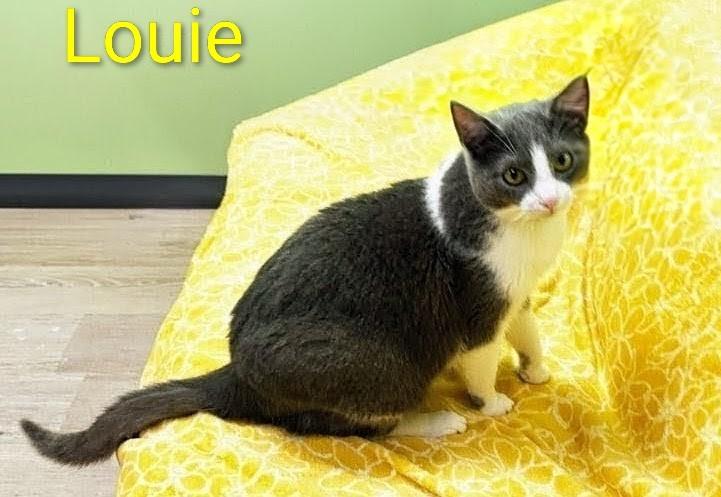 Enlarge Louie Avo 1024, an adoptable Domestic Short Hair in Farmington Hills, MI image 2/2