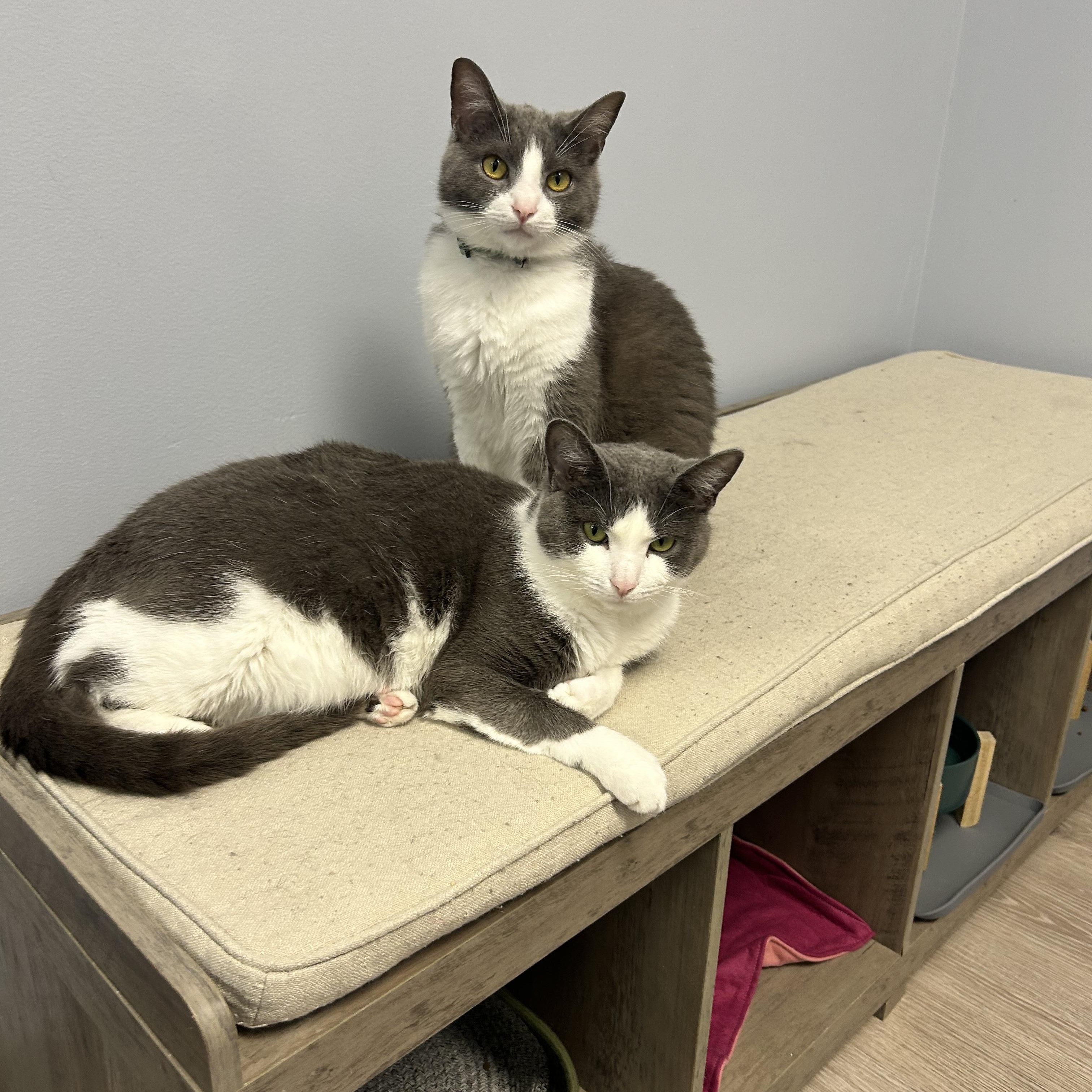Enlarge Louie Avo 1024, an adoptable Domestic Short Hair in Farmington Hills, MI image 5/5