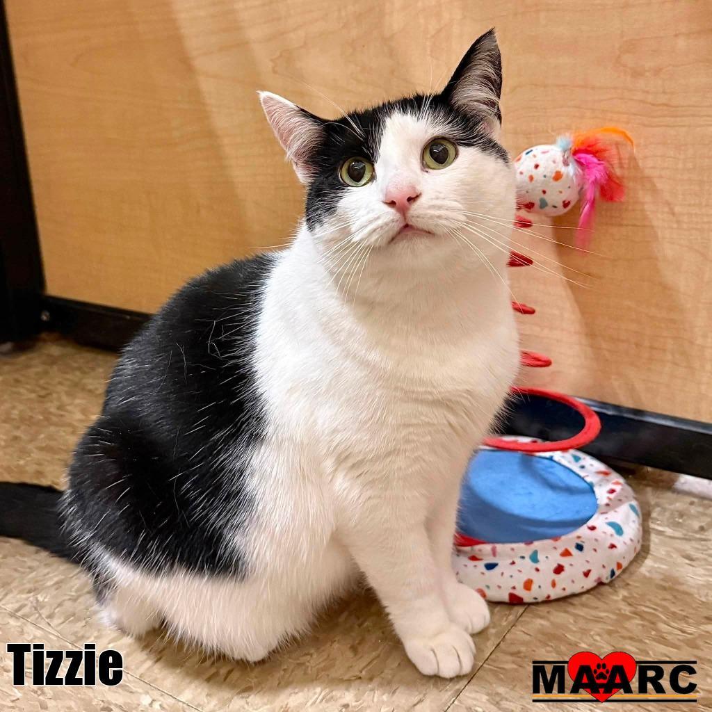 Tizzie, Adoptable, Young Female Domestic Short Hair.