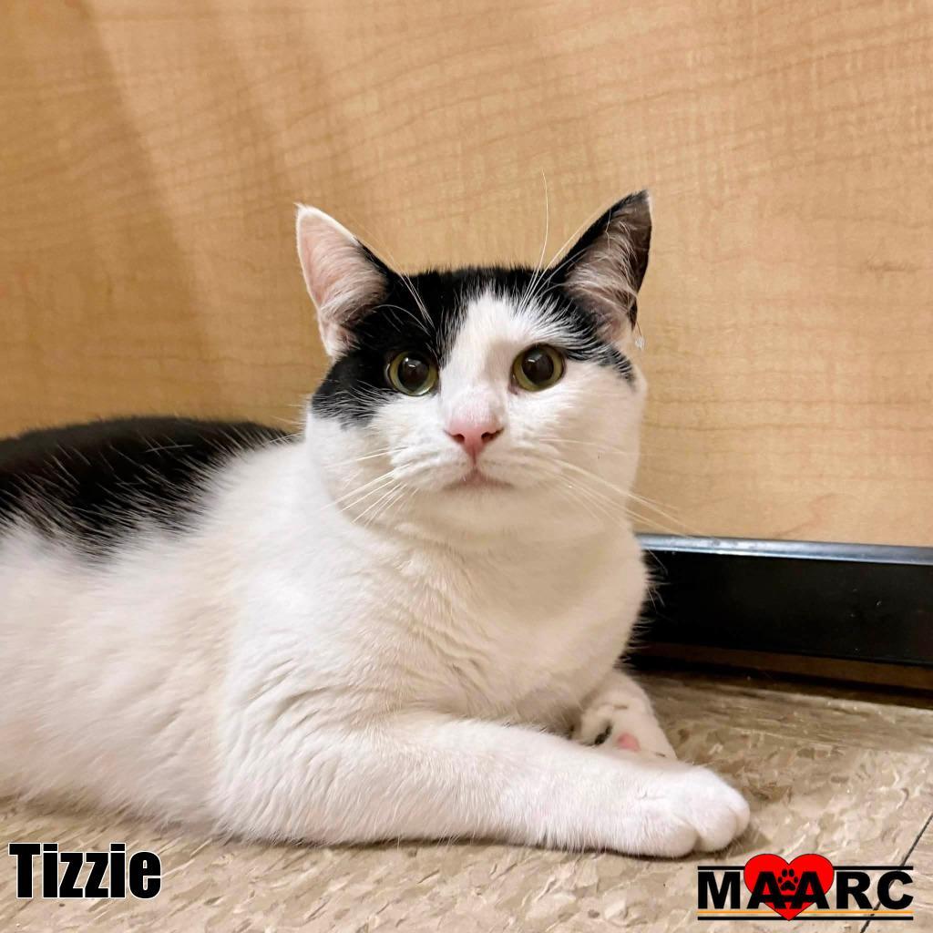 Enlarge Tizzie, a Adoptable mixed breed in Maryville, TN image 2/4