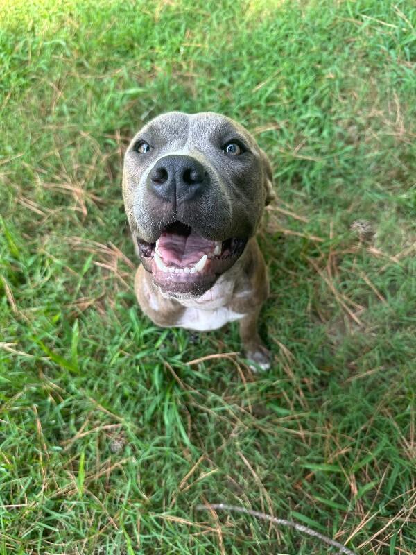 Enlarge Yara 2, a Adoptable Pit Bull Terrier in Providence Forge, VA image 3/6