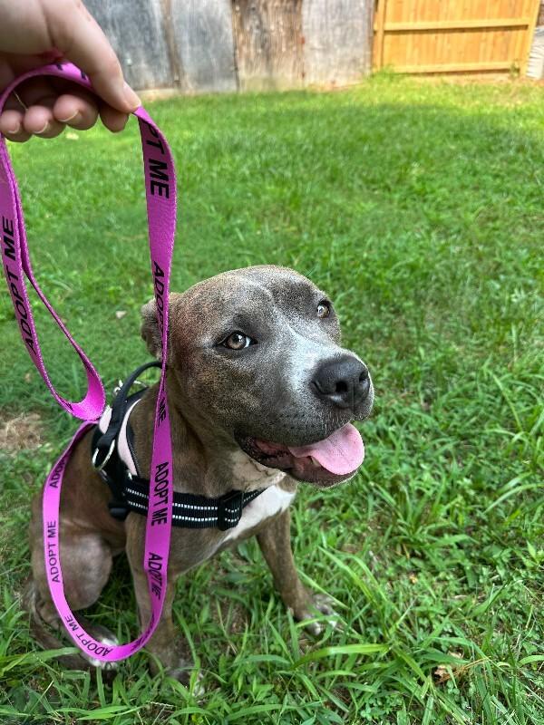 Enlarge Yara 2, a Adoptable Pit Bull Terrier in Providence Forge, VA image 4/6