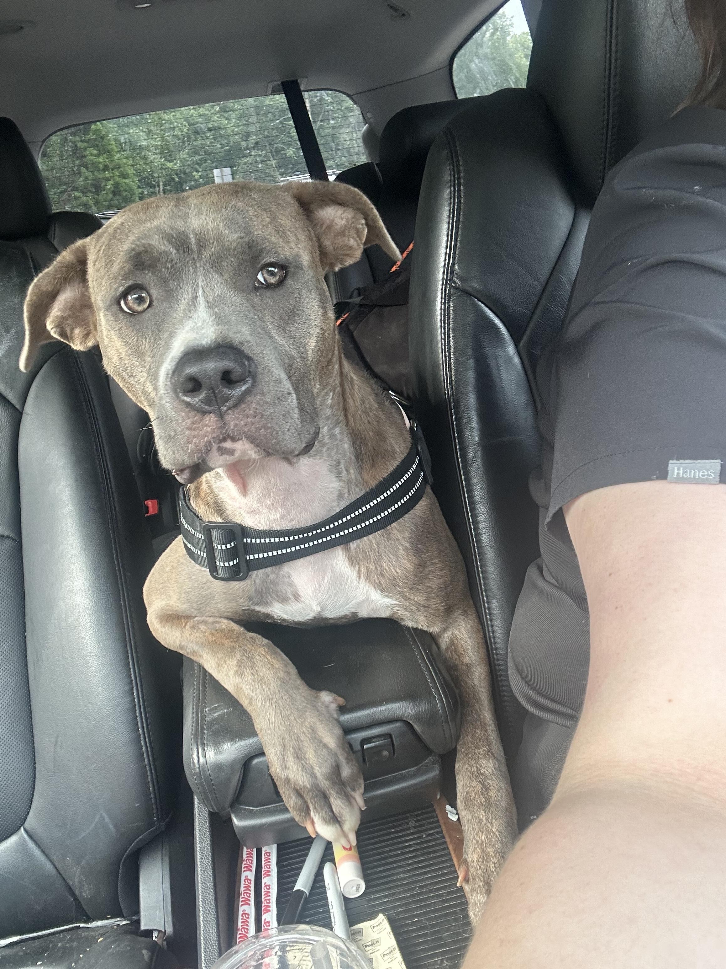 Enlarge Yara 2, a Adoptable Pit Bull Terrier in Providence Forge, VA image 5/6