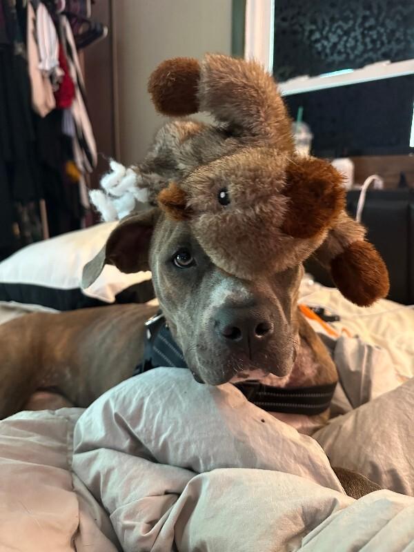Enlarge Yara 2, a Adoptable Pit Bull Terrier in Providence Forge, VA image 6/6