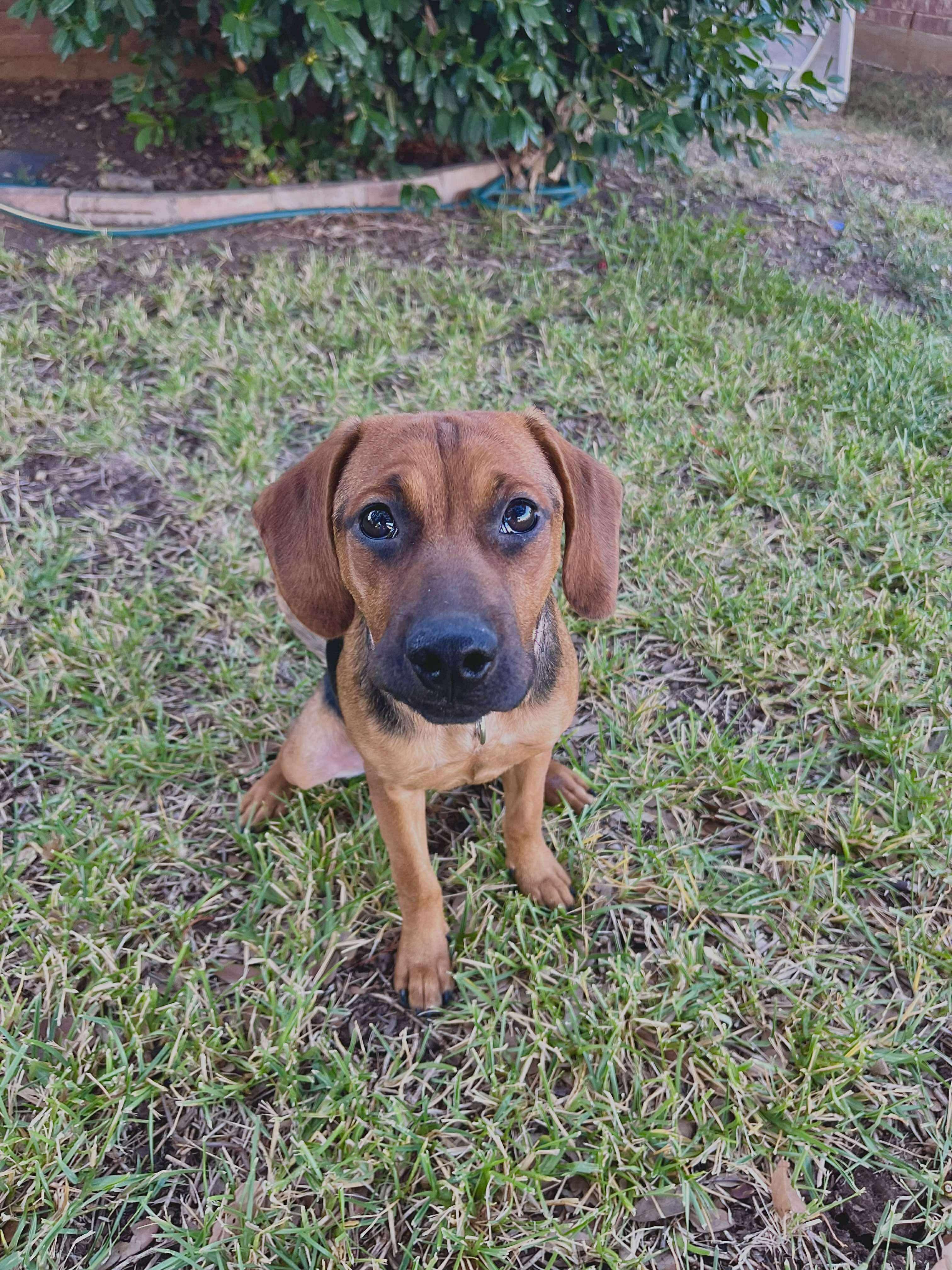 Enlarge Hazel, a Adoptable mixed breed image 3/6