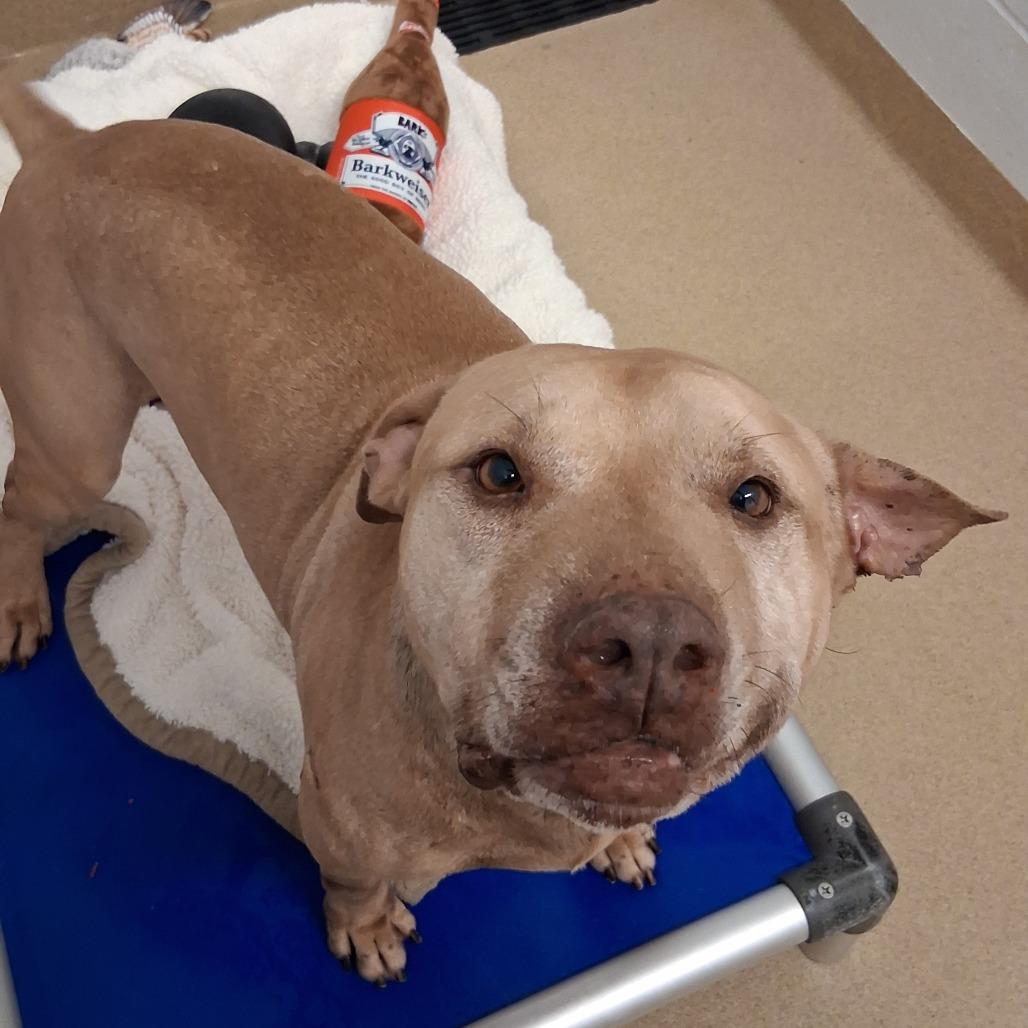 Enlarge Teddy, a Adoptable mixed breed in West Palm Beach, FL image 1/6