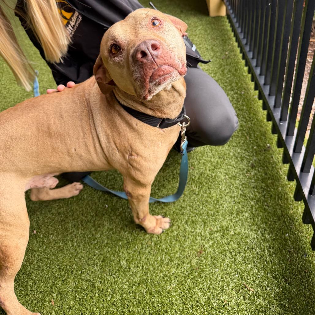 Enlarge Teddy, a Adoptable mixed breed in West Palm Beach, FL image 2/6