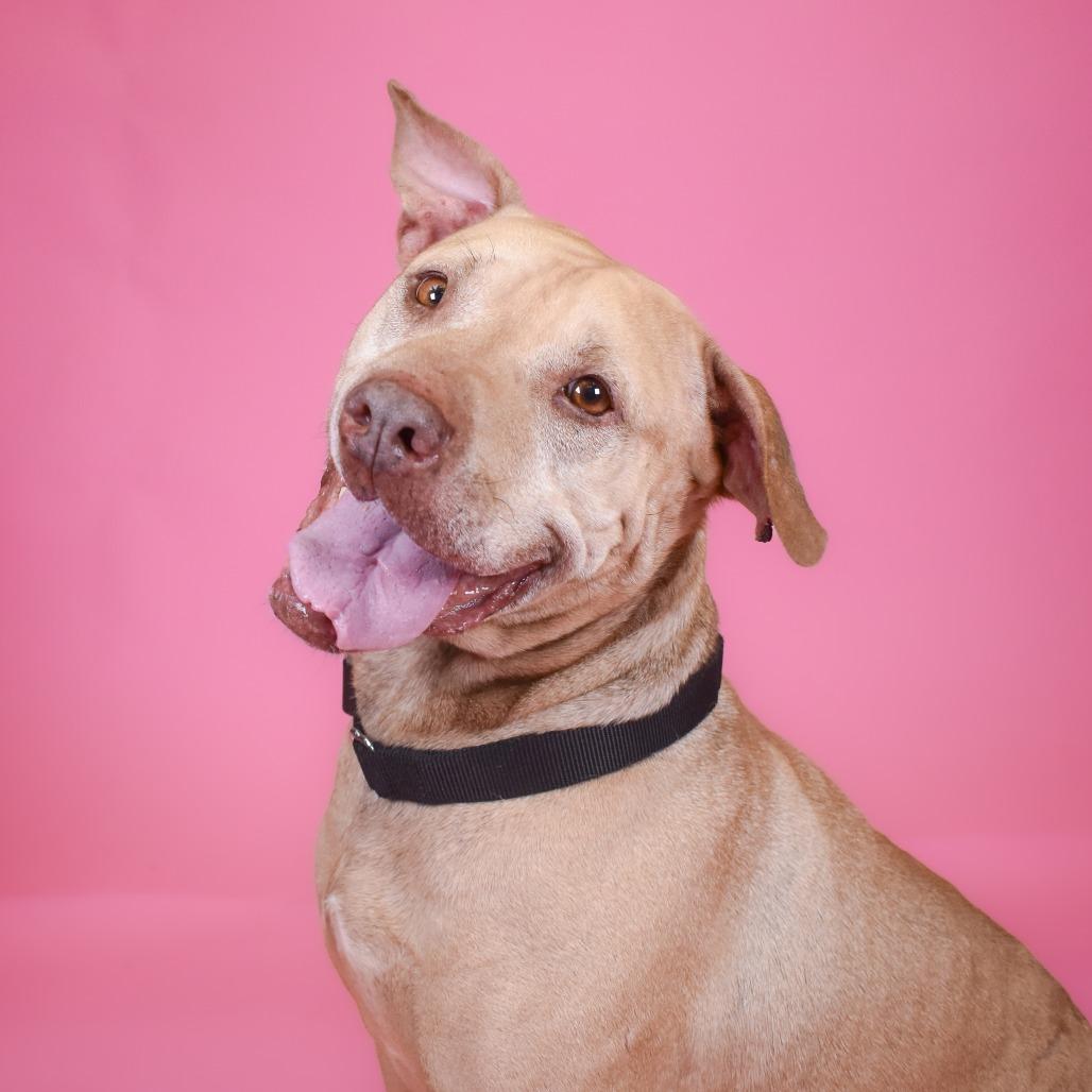 Enlarge Teddy, a Adoptable mixed breed in West Palm Beach, FL image 3/6