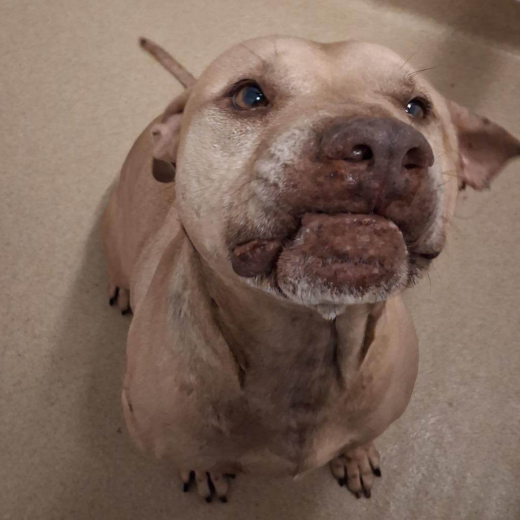Enlarge Teddy, a Adoptable mixed breed in West Palm Beach, FL image 4/6