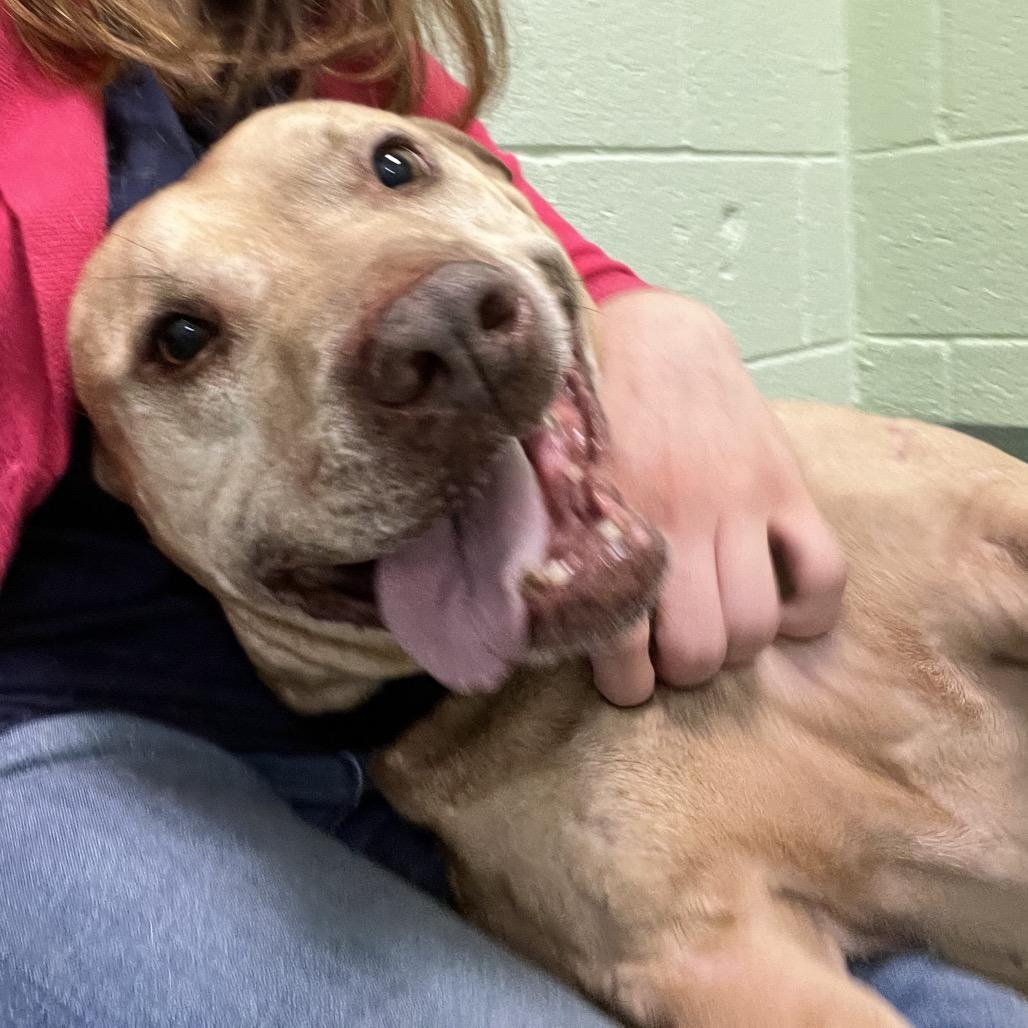 Enlarge Teddy, a Adoptable mixed breed in West Palm Beach, FL image 5/6
