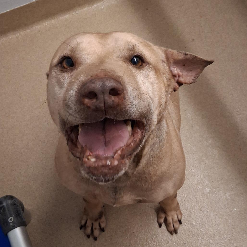 Enlarge Teddy, a Adoptable mixed breed in West Palm Beach, FL image 6/6