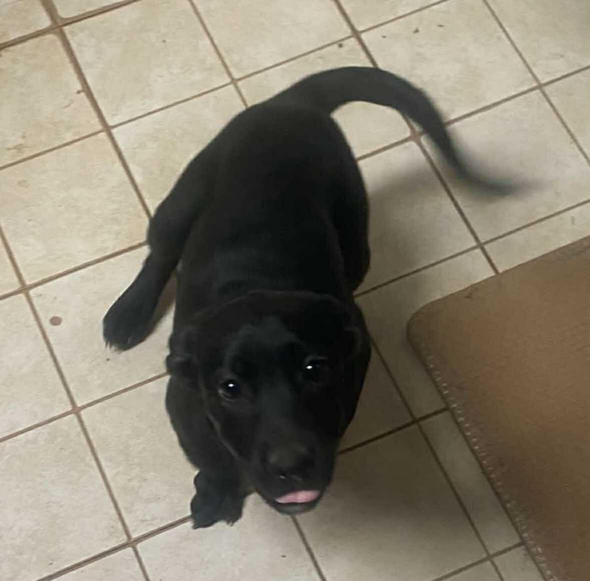 Cheese, ADOPTABLE, Puppy Female Labrador Retriever.