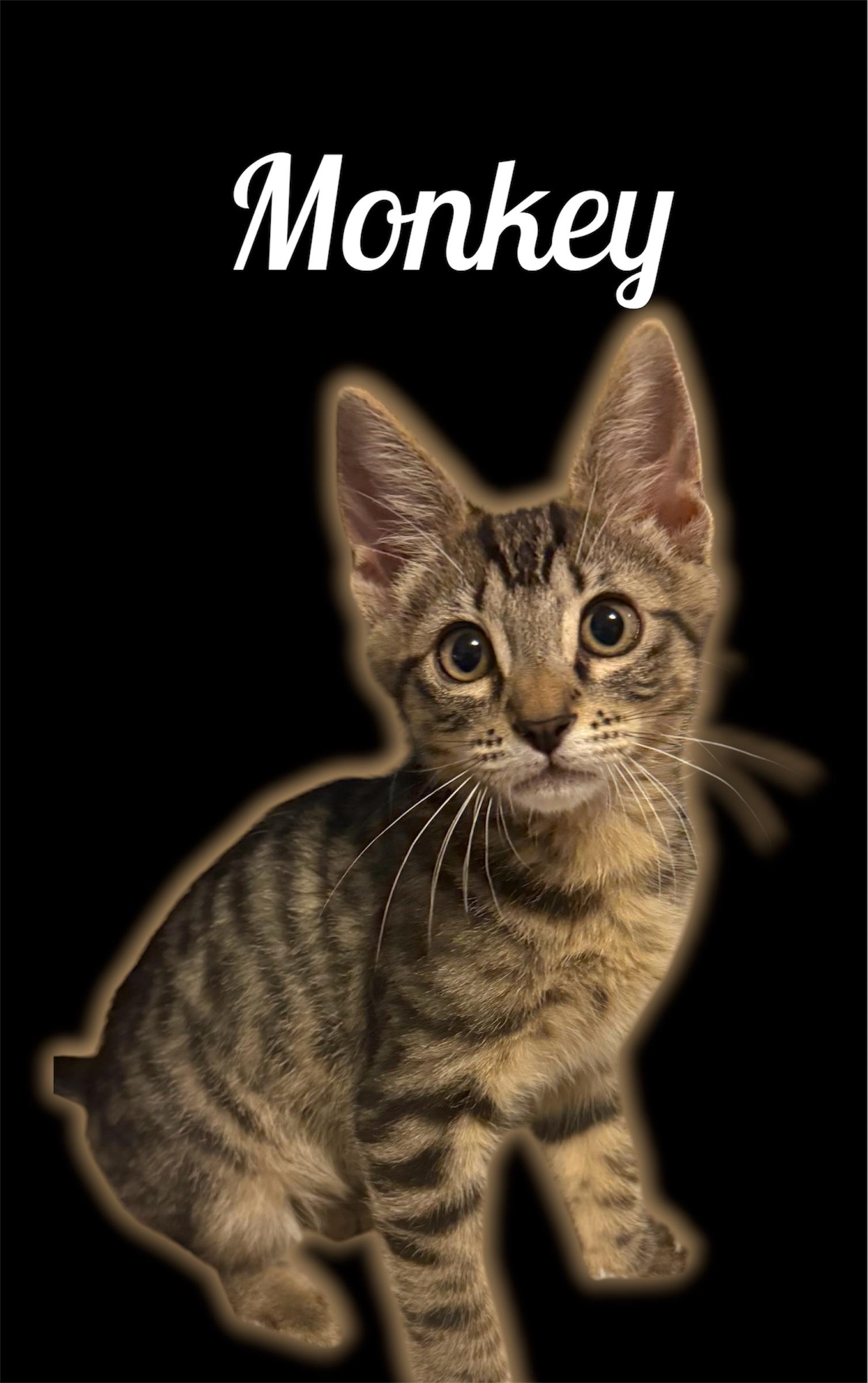 Monkey, ADOPTABLE, Kitten Male Domestic Short Hair.