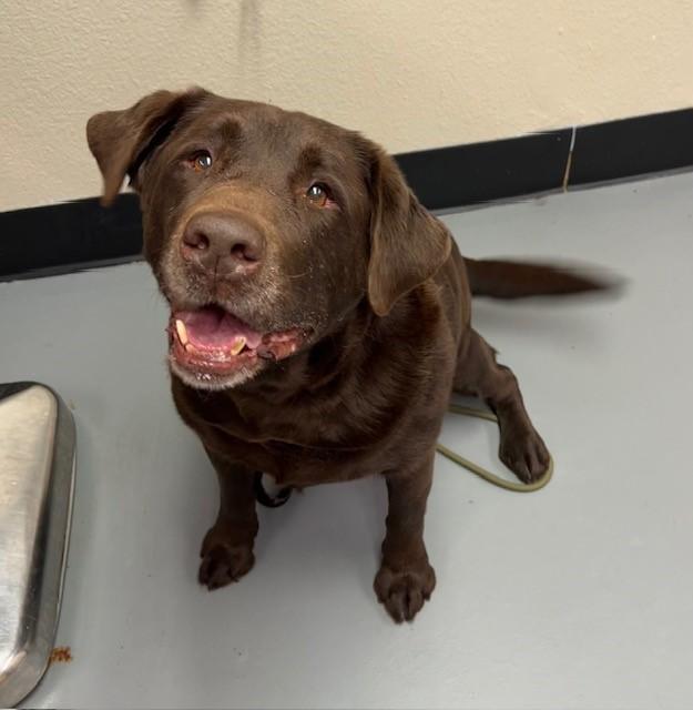 River, ADOPTABLE, Senior Male Chocolate Labrador Retriever.