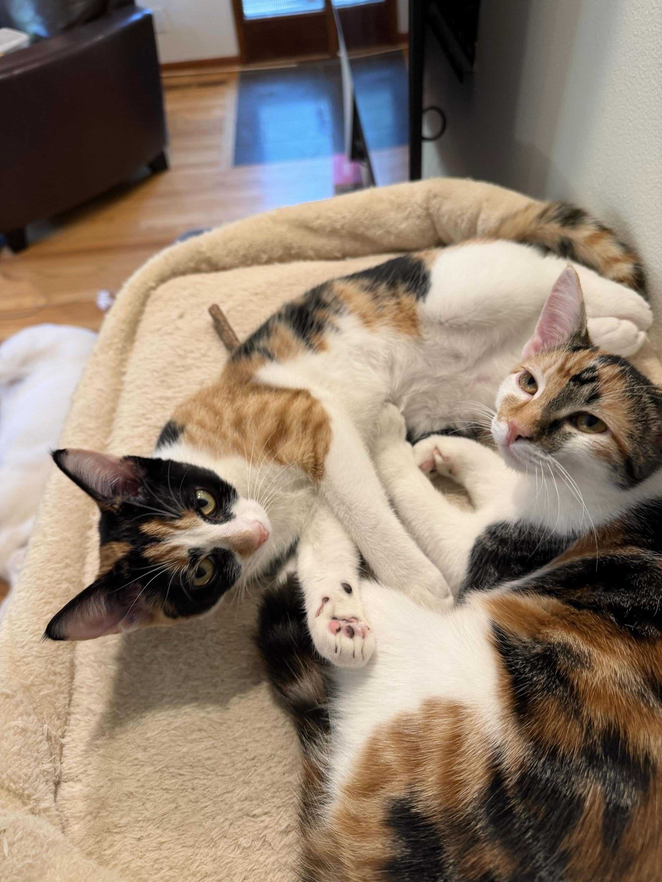 Enlarge Patches and Dolly, a Adoptable Domestic Short Hair in Seattle, WA image 1/6