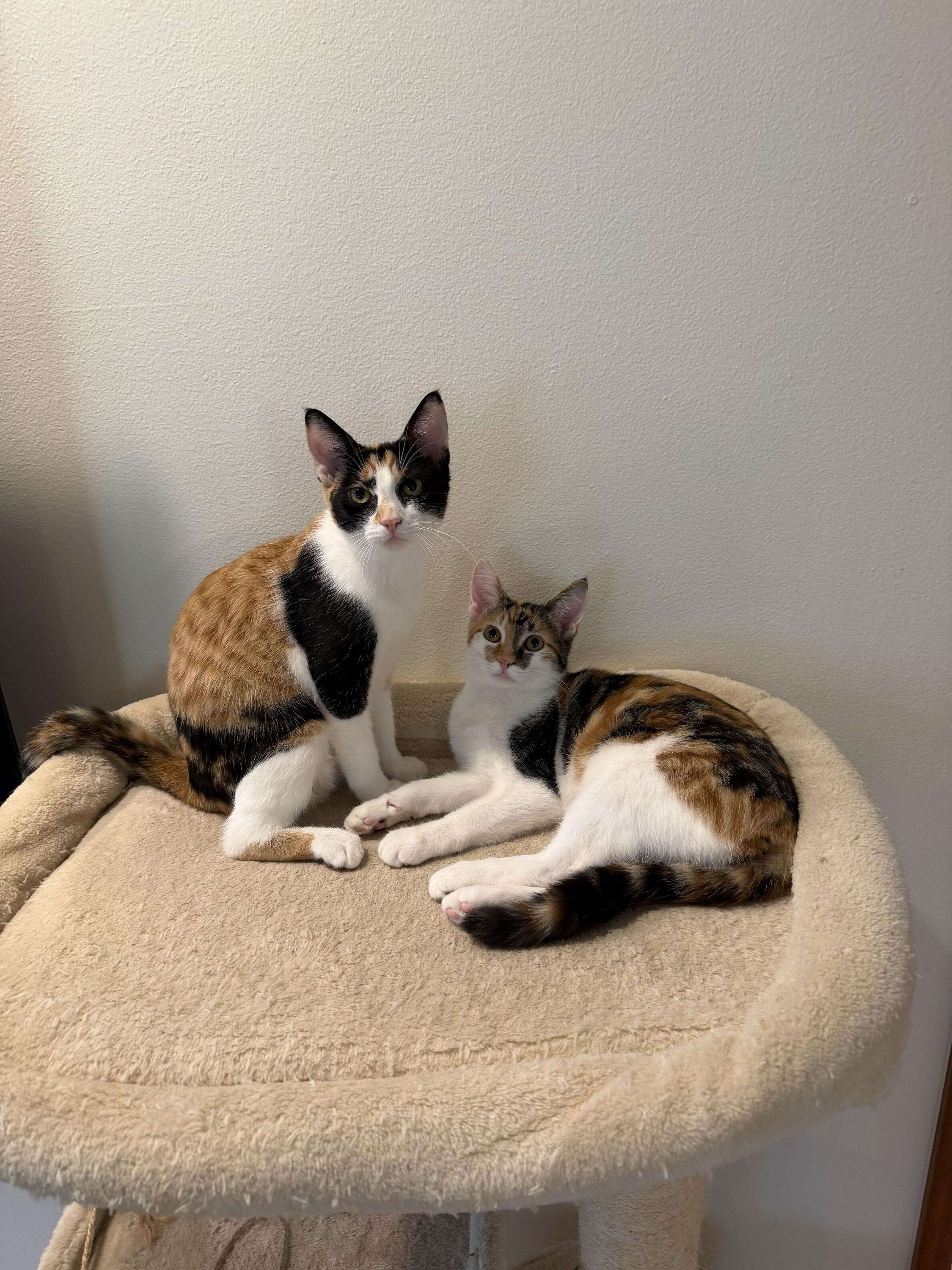 Enlarge Patches and Dolly, a Adoptable Domestic Short Hair in Seattle, WA image 5/6