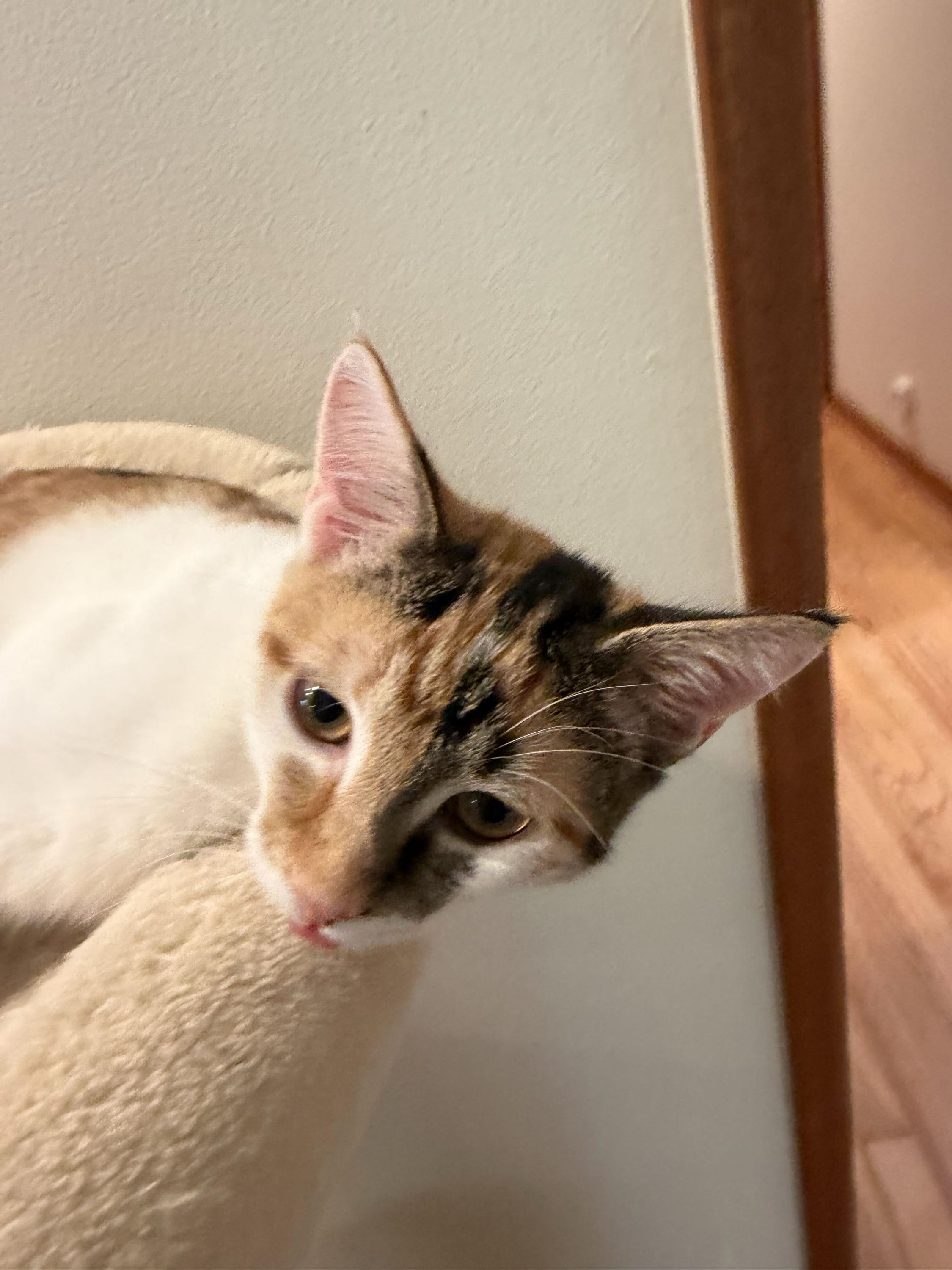 Enlarge Patches and Dolly, a Adoptable Domestic Short Hair in Seattle, WA image 3/6